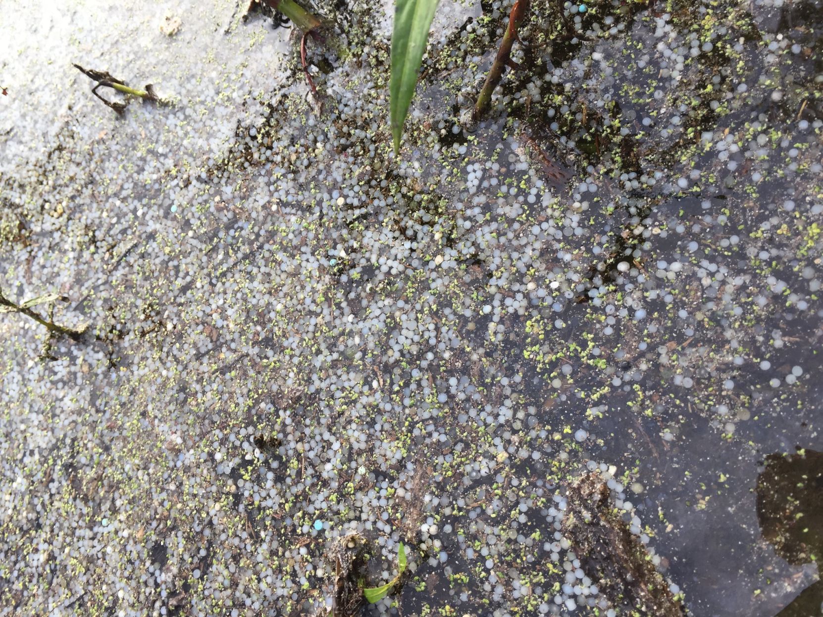 pellets cox creek 2018.jpg